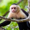 Costa Rica apen spotten